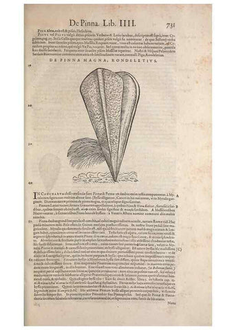 Reproducción/Reproduction 15570028052: Conradi Gesneri medici Tigurini Historiae animalium liber IV :. Francofurti :In Bibliopolio Andreae Cambieri,anno MDCIIII [1604]