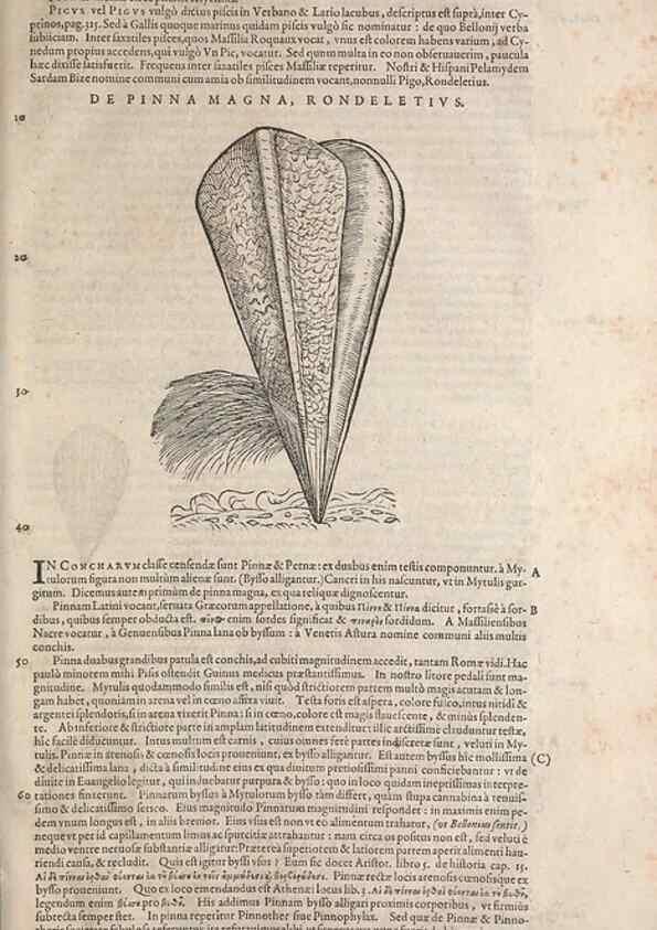 Reproducción/Reproduction 15570028052: Conradi Gesneri medici Tigurini Historiae animalium liber IV :. Francofurti :In Bibliopolio Andreae Cambieri,anno MDCIIII [1604]