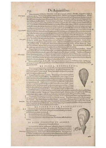Reproducción/Reproduction 15570029852: Conradi Gesneri medici Tigurini Historiae animalium liber IV :. Francofurti :In Bibliopolio Andreae Cambieri,anno MDCIIII [1604]