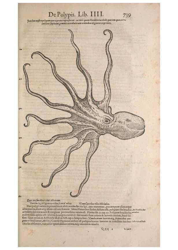 Reproducción/Reproduction 15383038848: Conradi Gesneri medici Tigurini Historiae animalium liber IV :. Francofurti :In Bibliopolio Andreae Cambieri,anno MDCIIII [1604]