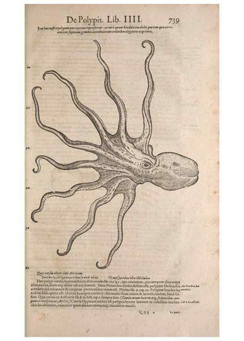 Reproducción/Reproduction 15383038848: Conradi Gesneri medici Tigurini Historiae animalium liber IV :. Francofurti :In Bibliopolio Andreae Cambieri,anno MDCIIII [1604]