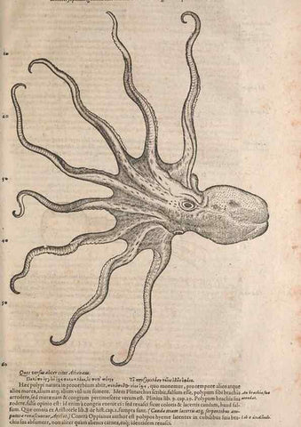 Reproducción/Reproduction 15383038848: Conradi Gesneri medici Tigurini Historiae animalium liber IV :. Francofurti :In Bibliopolio Andreae Cambieri,anno MDCIIII [1604]