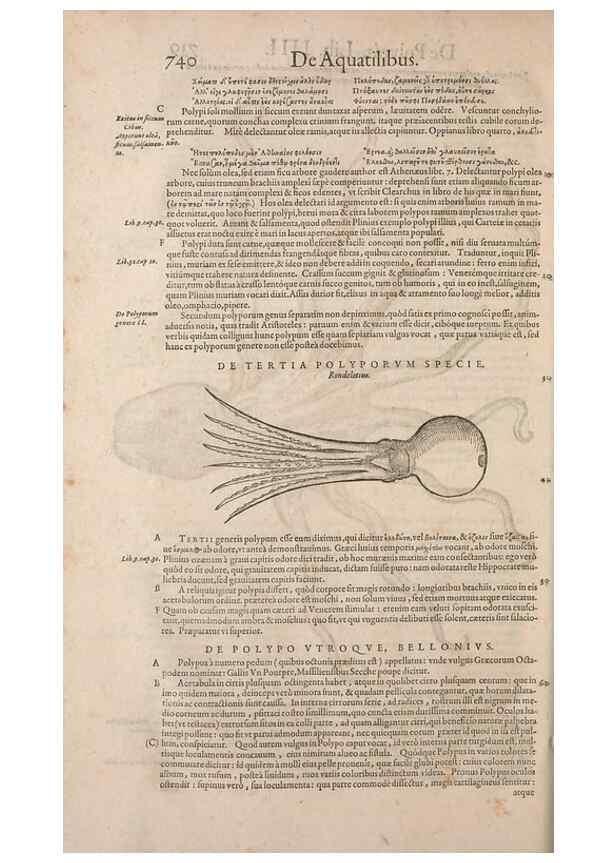Reproducción/Reproduction 15570033712: Conradi Gesneri medici Tigurini Historiae animalium liber IV :. Francofurti :In Bibliopolio Andreae Cambieri,anno MDCIIII [1604]