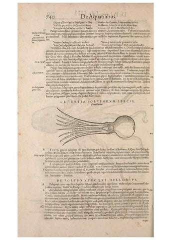 Reproducción/Reproduction 15570033712: Conradi Gesneri medici Tigurini Historiae animalium liber IV :. Francofurti :In Bibliopolio Andreae Cambieri,anno MDCIIII [1604]