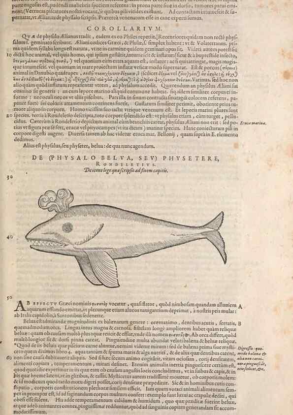 Reproducción/Reproduction 15383547430: Conradi Gesneri medici Tigurini Historiae animalium liber IV :. Francofurti :In Bibliopolio Andreae Cambieri,anno MDCIIII [1604]