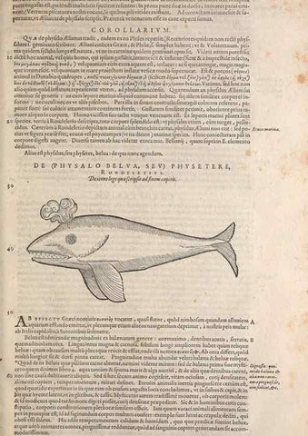 Reproducción/Reproduction 15383547430: Conradi Gesneri medici Tigurini Historiae animalium liber IV :. Francofurti :In Bibliopolio Andreae Cambieri,anno MDCIIII [1604]