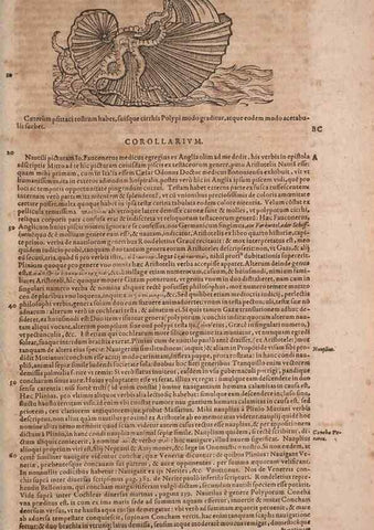 Reproducción/Reproduction 14948909113: Conradi Gesneri medici Tigurini Historiae animalium liber IV :. Francofurti :In Bibliopolio Andreae Cambieri,anno MDCIIII [1604]