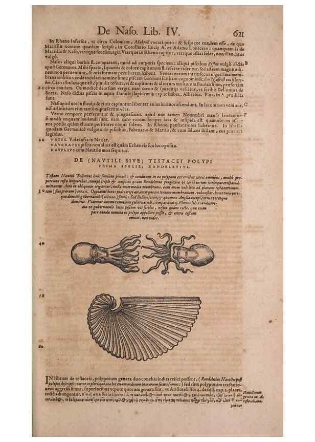 Reproducción/Reproduction 15566407581: Conradi Gesneri medici Tigurini Historiae animalium liber IV :. Francofurti :In Bibliopolio Andreae Cambieri,anno MDCIIII [1604]