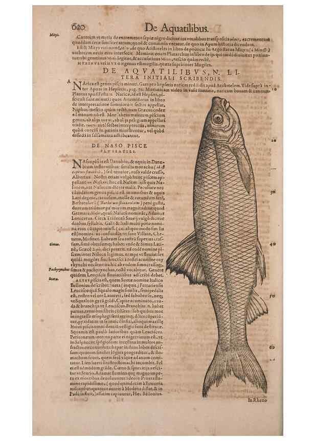 Reproducción/Reproduction 15569078985: Conradi Gesneri medici Tigurini Historiae animalium liber IV :. Francofurti :In Bibliopolio Andreae Cambieri,anno MDCIIII [1604]
