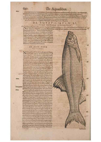 Reproducción/Reproduction 15569078985: Conradi Gesneri medici Tigurini Historiae animalium liber IV :. Francofurti :In Bibliopolio Andreae Cambieri,anno MDCIIII [1604]