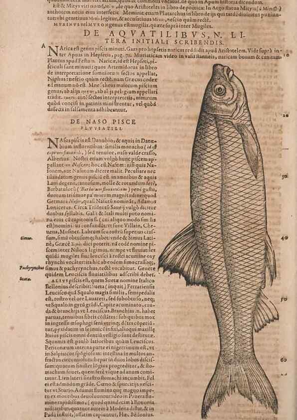 Reproducción/Reproduction 15569078985: Conradi Gesneri medici Tigurini Historiae animalium liber IV :. Francofurti :In Bibliopolio Andreae Cambieri,anno MDCIIII [1604]