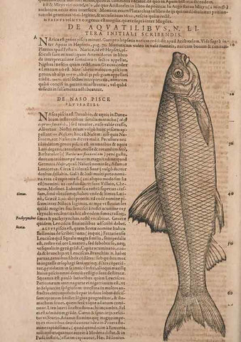 Reproducción/Reproduction 15569078985: Conradi Gesneri medici Tigurini Historiae animalium liber IV :. Francofurti :In Bibliopolio Andreae Cambieri,anno MDCIIII [1604]
