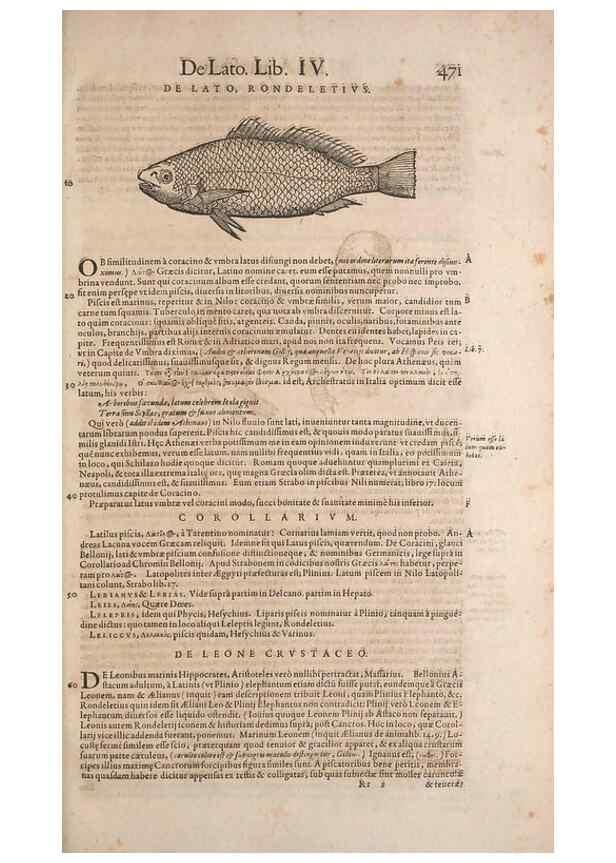 Reproducción/Reproduction 14948792883: Conradi Gesneri medici Tigurini Historiae animalium liber IV :. Francofurti :In Bibliopolio Andreae Cambieri,anno MDCIIII [1604]
