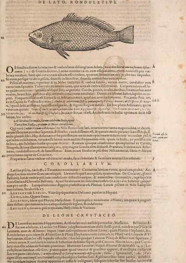 Reproducción/Reproduction 14948792883: Conradi Gesneri medici Tigurini Historiae animalium liber IV :. Francofurti :In Bibliopolio Andreae Cambieri,anno MDCIIII [1604]