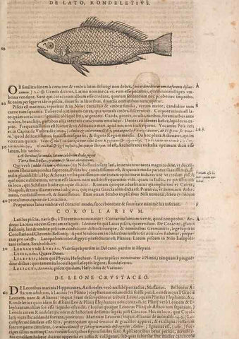 Reproducción/Reproduction 14948792883: Conradi Gesneri medici Tigurini Historiae animalium liber IV :. Francofurti :In Bibliopolio Andreae Cambieri,anno MDCIIII [1604]