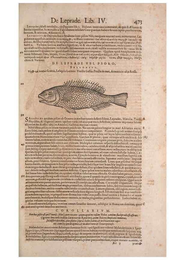Reproducción/Reproduction 15382819398: Conradi Gesneri medici Tigurini Historiae animalium liber IV :. Francofurti :In Bibliopolio Andreae Cambieri,anno MDCIIII [1604]