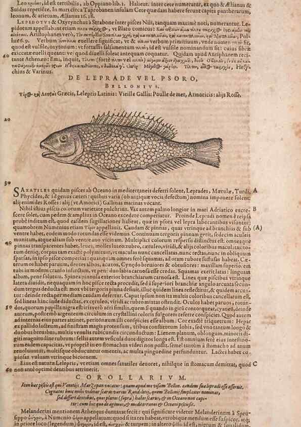 Reproducción/Reproduction 15382819398: Conradi Gesneri medici Tigurini Historiae animalium liber IV :. Francofurti :In Bibliopolio Andreae Cambieri,anno MDCIIII [1604]