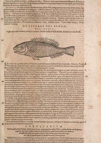 Reproducción/Reproduction 15382819398: Conradi Gesneri medici Tigurini Historiae animalium liber IV :. Francofurti :In Bibliopolio Andreae Cambieri,anno MDCIIII [1604]