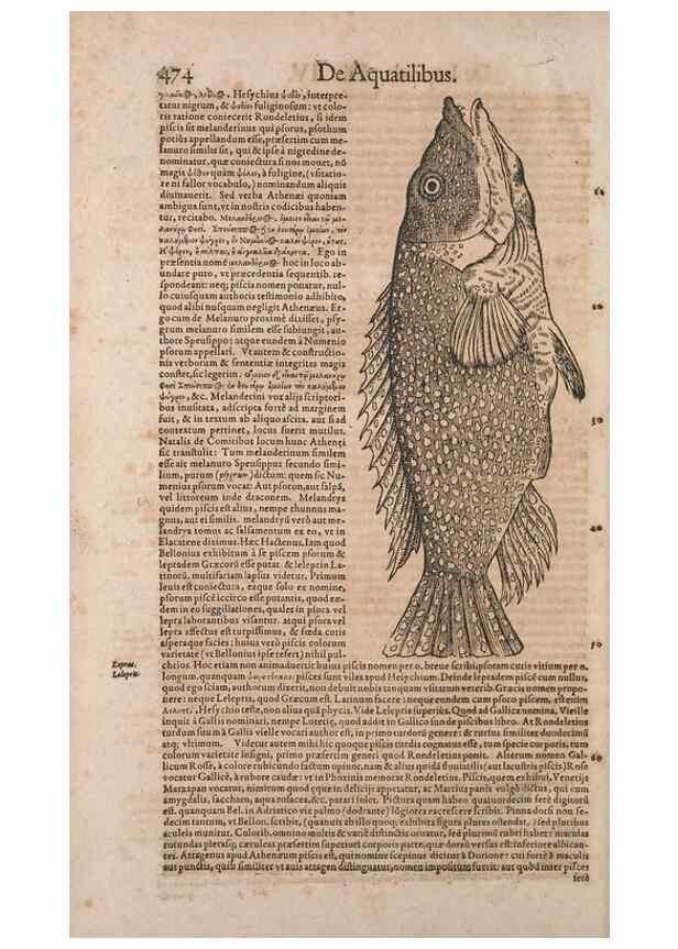 Reproducción/Reproduction 14948218474: Conradi Gesneri medici Tigurini Historiae animalium liber IV :. Francofurti :In Bibliopolio Andreae Cambieri,anno MDCIIII [1604]