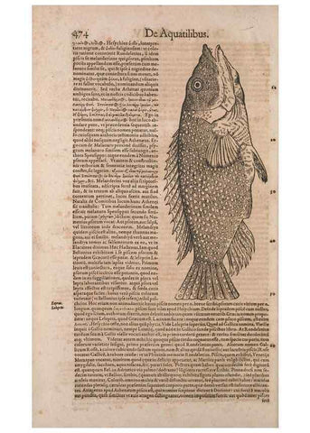 Reproducción/Reproduction 14948218474: Conradi Gesneri medici Tigurini Historiae animalium liber IV :. Francofurti :In Bibliopolio Andreae Cambieri,anno MDCIIII [1604]