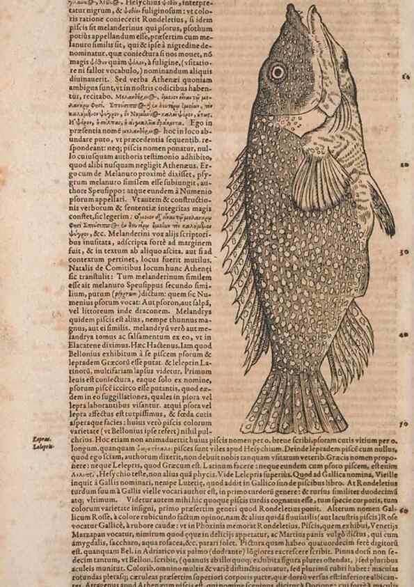 Reproducción/Reproduction 14948218474: Conradi Gesneri medici Tigurini Historiae animalium liber IV :. Francofurti :In Bibliopolio Andreae Cambieri,anno MDCIIII [1604]
