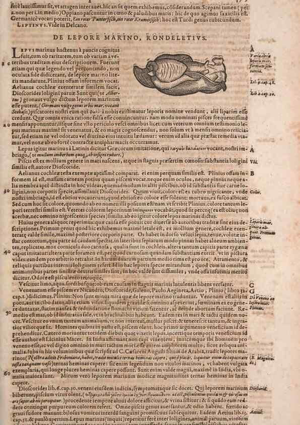 Reproducción/Reproduction 15545270676: Conradi Gesneri medici Tigurini Historiae animalium liber IV :. Francofurti :In Bibliopolio Andreae Cambieri,anno MDCIIII [1604]