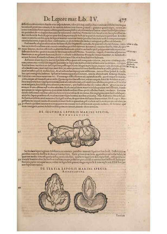 Reproducción/Reproduction 15382968557: Conradi Gesneri medici Tigurini Historiae animalium liber IV :. Francofurti :In Bibliopolio Andreae Cambieri,anno MDCIIII [1604]