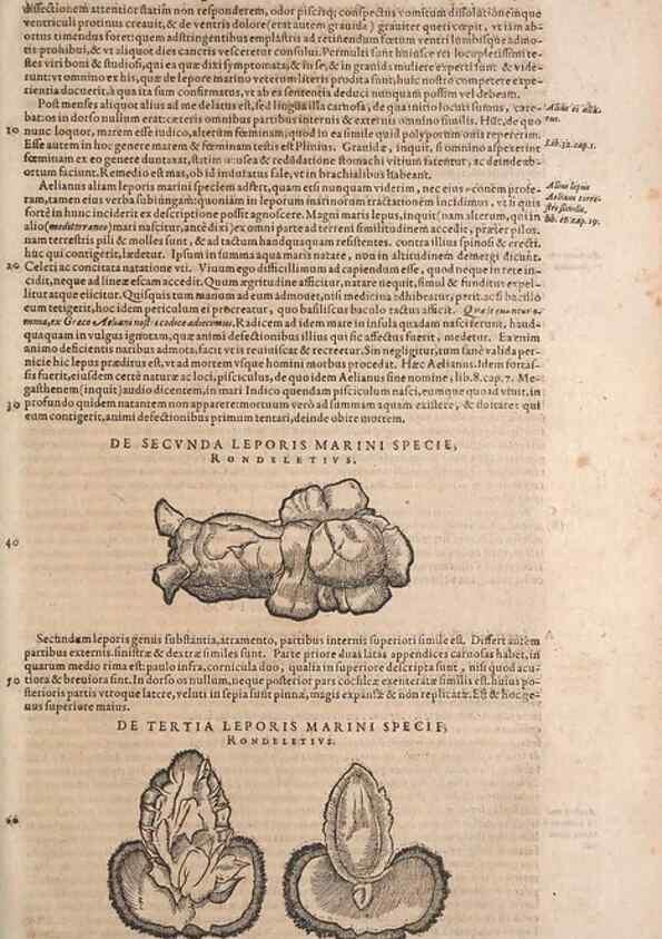 Reproducción/Reproduction 15382968557: Conradi Gesneri medici Tigurini Historiae animalium liber IV :. Francofurti :In Bibliopolio Andreae Cambieri,anno MDCIIII [1604]