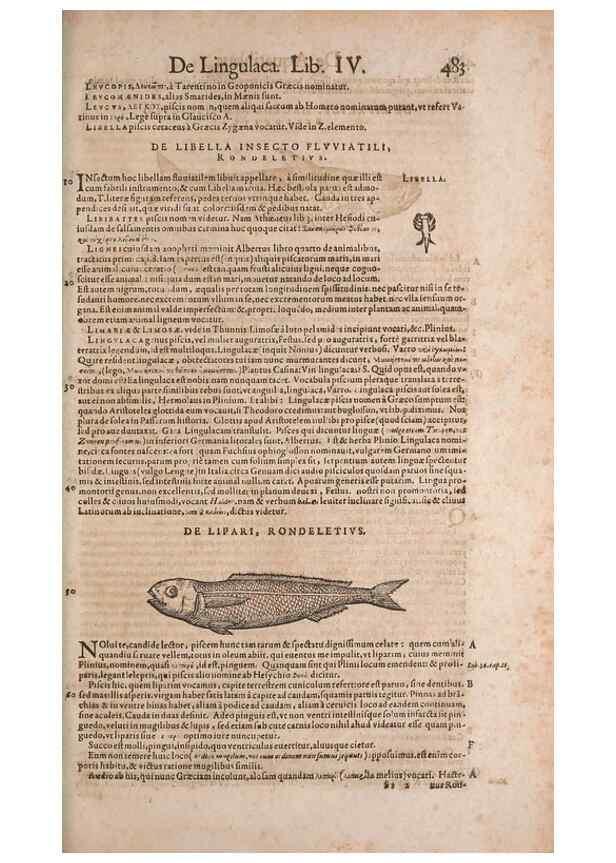 Reproducción/Reproduction 15569817572: Conradi Gesneri medici Tigurini Historiae animalium liber IV :. Francofurti :In Bibliopolio Andreae Cambieri,anno MDCIIII [1604]