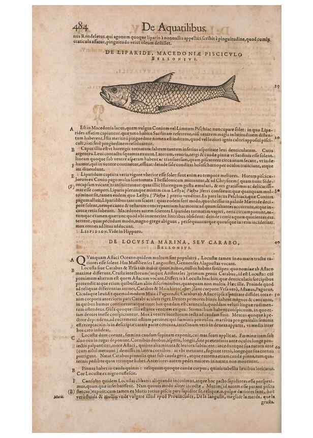 Reproducción/Reproduction 15566309851: Conradi Gesneri medici Tigurini Historiae animalium liber IV :. Francofurti :In Bibliopolio Andreae Cambieri,anno MDCIIII [1604]