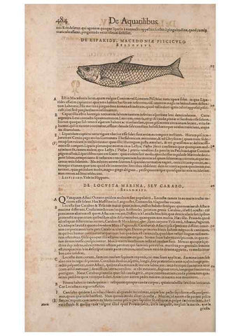 Reproducción/Reproduction 15566309851: Conradi Gesneri medici Tigurini Historiae animalium liber IV :. Francofurti :In Bibliopolio Andreae Cambieri,anno MDCIIII [1604]