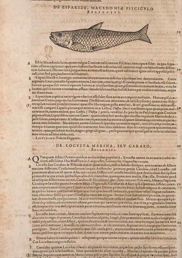 Reproducción/Reproduction 15566309851: Conradi Gesneri medici Tigurini Historiae animalium liber IV :. Francofurti :In Bibliopolio Andreae Cambieri,anno MDCIIII [1604]