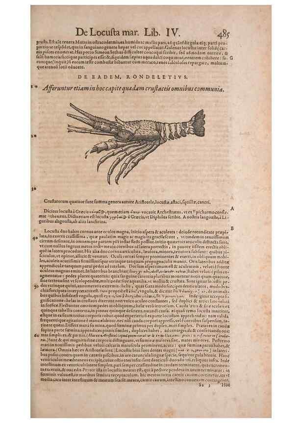 Reproducción/Reproduction 15568986645: Conradi Gesneri medici Tigurini Historiae animalium liber IV :. Francofurti :In Bibliopolio Andreae Cambieri,anno MDCIIII [1604]