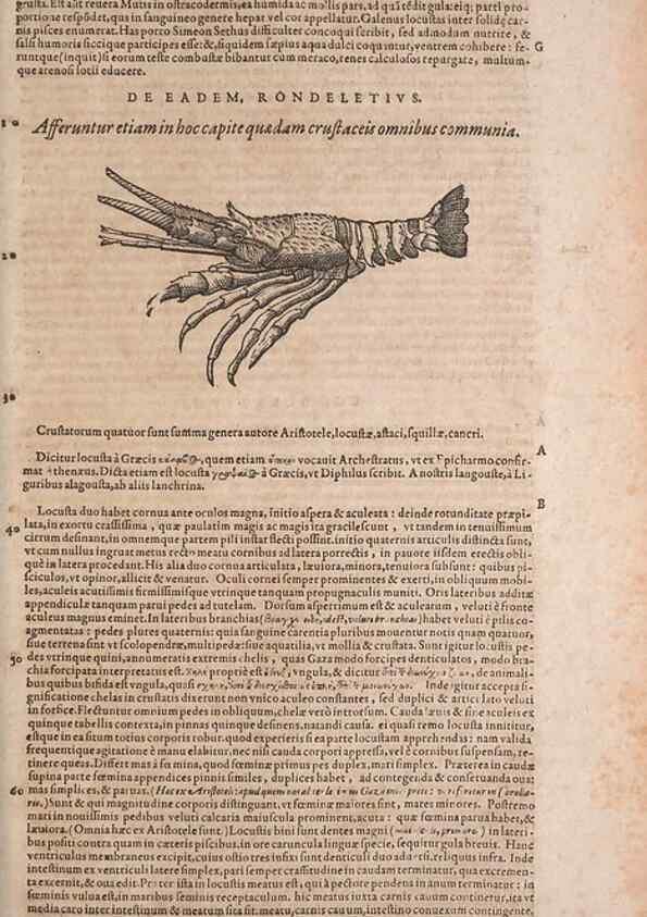 Reproducción/Reproduction 15568986645: Conradi Gesneri medici Tigurini Historiae animalium liber IV :. Francofurti :In Bibliopolio Andreae Cambieri,anno MDCIIII [1604]