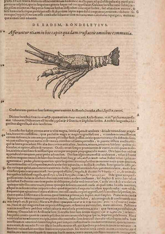 Reproducción/Reproduction 15568986645: Conradi Gesneri medici Tigurini Historiae animalium liber IV :. Francofurti :In Bibliopolio Andreae Cambieri,anno MDCIIII [1604]
