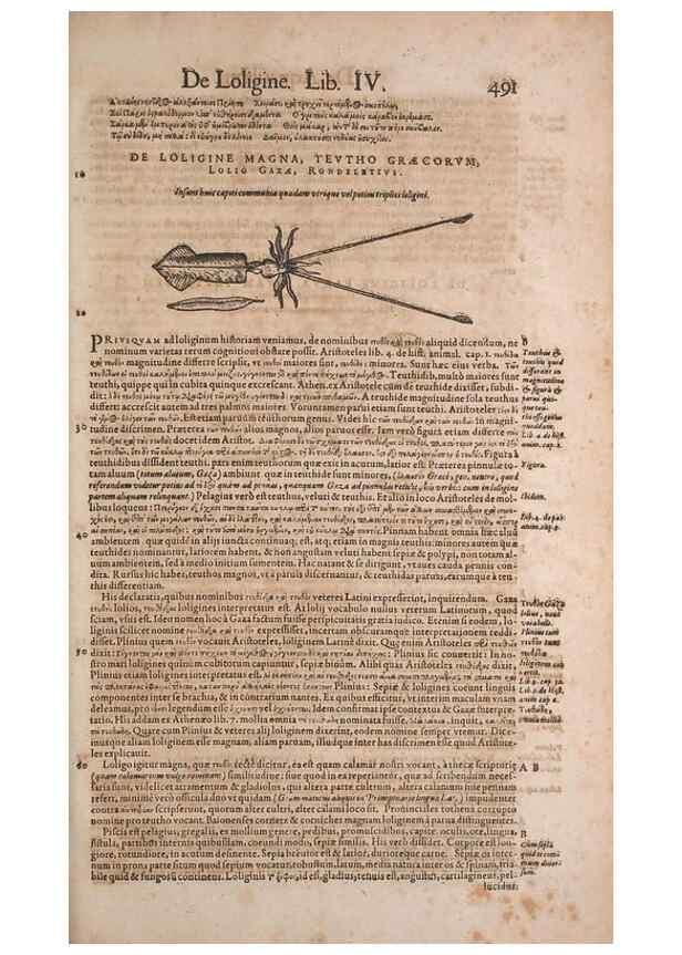 Reproducción/Reproduction 14948813553: Conradi Gesneri medici Tigurini Historiae animalium liber IV :. Francofurti :In Bibliopolio Andreae Cambieri,anno MDCIIII [1604]