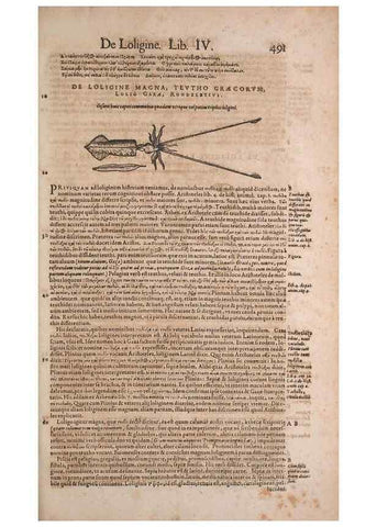 Reproducción/Reproduction 14948813553: Conradi Gesneri medici Tigurini Historiae animalium liber IV :. Francofurti :In Bibliopolio Andreae Cambieri,anno MDCIIII [1604]