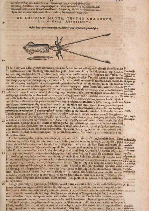 Reproducción/Reproduction 14948813553: Conradi Gesneri medici Tigurini Historiae animalium liber IV :. Francofurti :In Bibliopolio Andreae Cambieri,anno MDCIIII [1604]