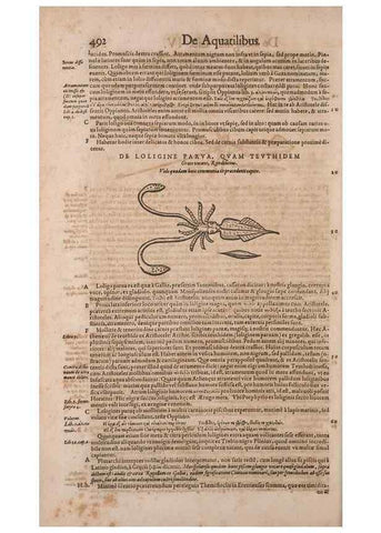 Reproducción/Reproduction 15566316821: Conradi Gesneri medici Tigurini Historiae animalium liber IV :. Francofurti :In Bibliopolio Andreae Cambieri,anno MDCIIII [1604]