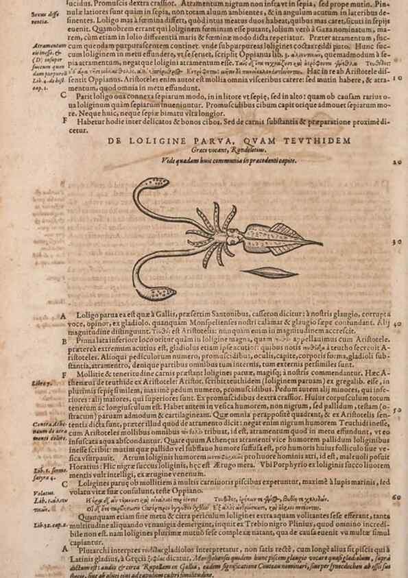 Reproducción/Reproduction 15566316821: Conradi Gesneri medici Tigurini Historiae animalium liber IV :. Francofurti :In Bibliopolio Andreae Cambieri,anno MDCIIII [1604]