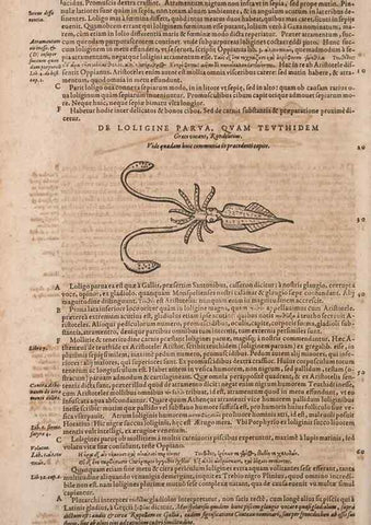 Reproducción/Reproduction 15566316821: Conradi Gesneri medici Tigurini Historiae animalium liber IV :. Francofurti :In Bibliopolio Andreae Cambieri,anno MDCIIII [1604]