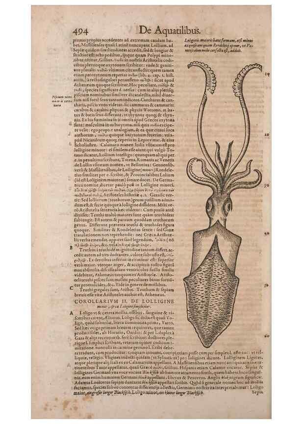 Reproducción/Reproduction 15382981507: Conradi Gesneri medici Tigurini Historiae animalium liber IV :. Francofurti :In Bibliopolio Andreae Cambieri,anno MDCIIII [1604]