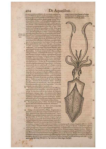 Reproducción/Reproduction 15382981507: Conradi Gesneri medici Tigurini Historiae animalium liber IV :. Francofurti :In Bibliopolio Andreae Cambieri,anno MDCIIII [1604]
