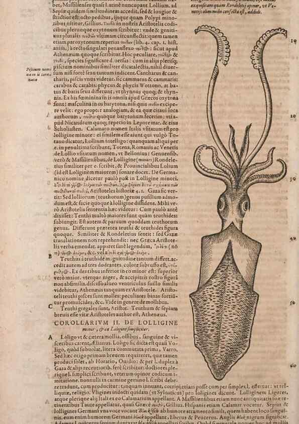 Reproducción/Reproduction 15382981507: Conradi Gesneri medici Tigurini Historiae animalium liber IV :. Francofurti :In Bibliopolio Andreae Cambieri,anno MDCIIII [1604]
