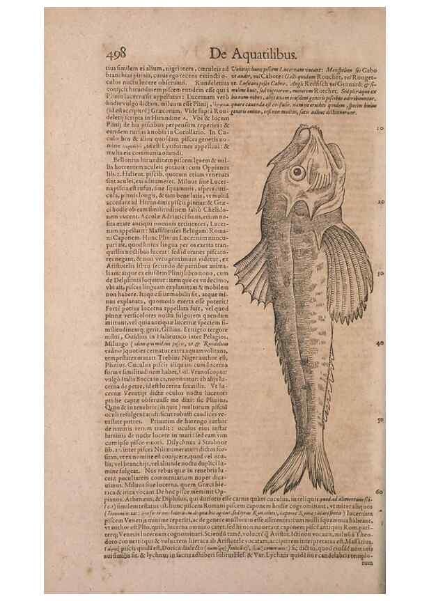 Reproducción/Reproduction 15382842428: Conradi Gesneri medici Tigurini Historiae animalium liber IV :. Francofurti :In Bibliopolio Andreae Cambieri,anno MDCIIII [1604]