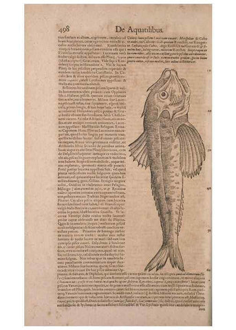 Reproducción/Reproduction 15382842428: Conradi Gesneri medici Tigurini Historiae animalium liber IV :. Francofurti :In Bibliopolio Andreae Cambieri,anno MDCIIII [1604]