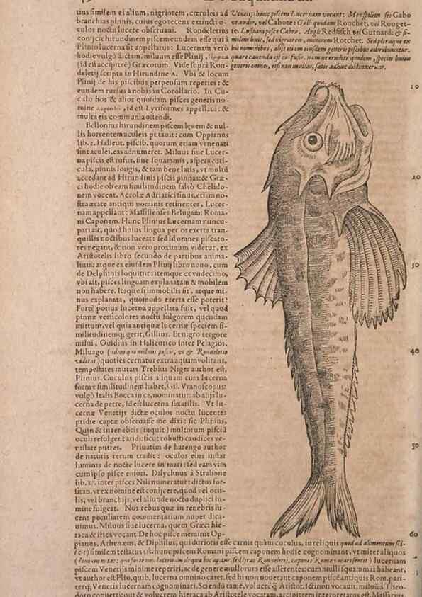 Reproducción/Reproduction 15382842428: Conradi Gesneri medici Tigurini Historiae animalium liber IV :. Francofurti :In Bibliopolio Andreae Cambieri,anno MDCIIII [1604]