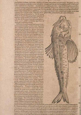 Reproducción/Reproduction 15382842428: Conradi Gesneri medici Tigurini Historiae animalium liber IV :. Francofurti :In Bibliopolio Andreae Cambieri,anno MDCIIII [1604]
