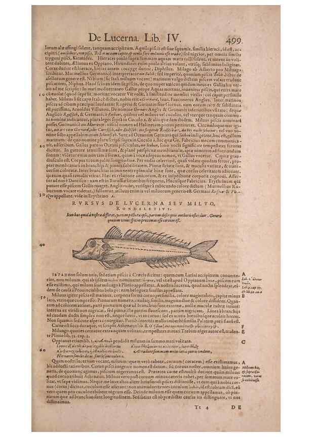 Reproducción/Reproduction 15545292026: Conradi Gesneri medici Tigurini Historiae animalium liber IV :. Francofurti :In Bibliopolio Andreae Cambieri,anno MDCIIII [1604]