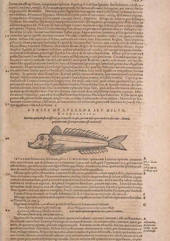 Reproducción/Reproduction 15545292026: Conradi Gesneri medici Tigurini Historiae animalium liber IV :. Francofurti :In Bibliopolio Andreae Cambieri,anno MDCIIII [1604]